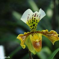 Orchideen Ausstellung in der Orangerie Elfenau 008.jpg